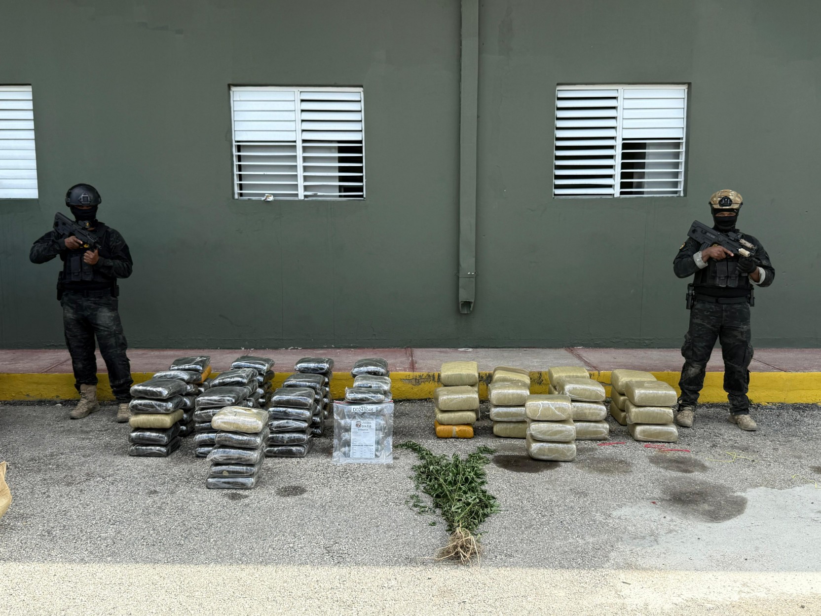 EN ALLANAMIENTOS SIMULTÁNEOS OCUPAN MÁS DE 600 LIBRAS DE PRESUNTA MARIHUANA